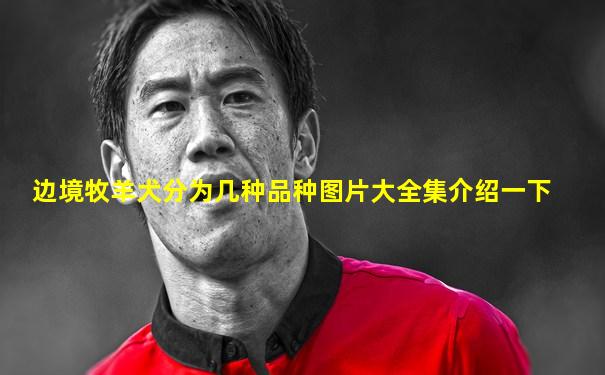 边境牧羊犬分为几种品种图片大全集介绍一下